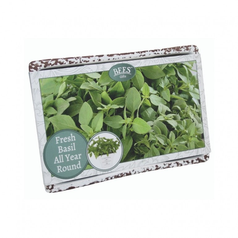 Kit Coltivazione per il Basilico, con vaso in ceramica, terriccio e semi