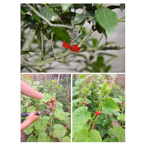 Trade Shop - Macchina Legatura A Mano Ramo Imballaggio Stelo Reggiatura Attrezzo Da Giardino         