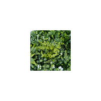 Pianta artificiale da parete - Modello a fiore bianco - Dimensioni: 100 x 100 cm