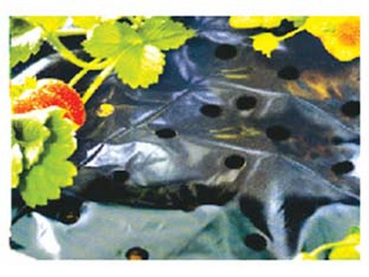 telo pacciamatura pe forato nero - mt.1,5x5 cod:ferx.fer256230