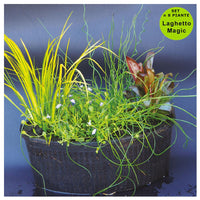 Multipack da 8 piante palustri per laghetto con terriccio cesto quadrato 20 cm