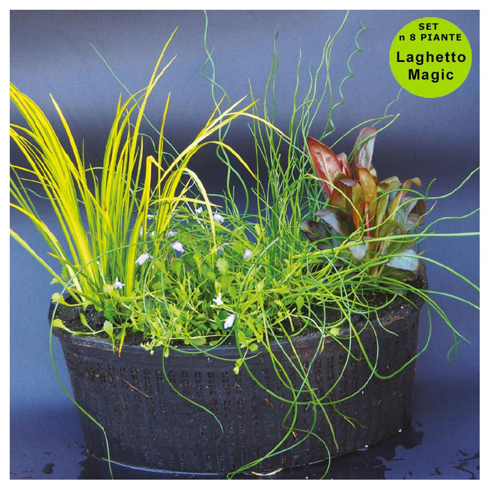 Multipack da 8 piante palustri per laghetto con terriccio cesto quadrato 20 cm