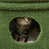 Tiragraffi per Gatti con Lettino, Casetta e Palo in Sisal a Forma di Cactus, 68x30x67cm, Verde