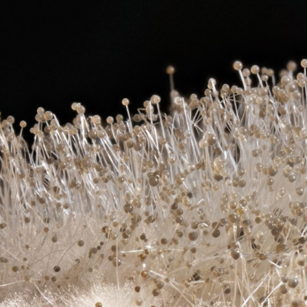 Additivo antimuffa antialga idropitture protezione muri casa fresca ml 200