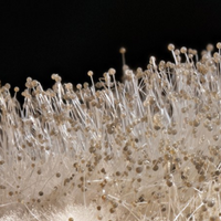 Additivo antimuffa antialga idropitture protezione muri casa fresca ml 200