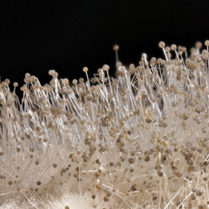 Additivo antimuffa antialga idropitture protezione muri casa fresca ml 200