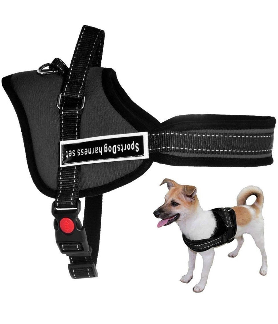 Pettorina Cinghia Cani Cane Bardatura Cintura Imbragatura Addestramento     S    