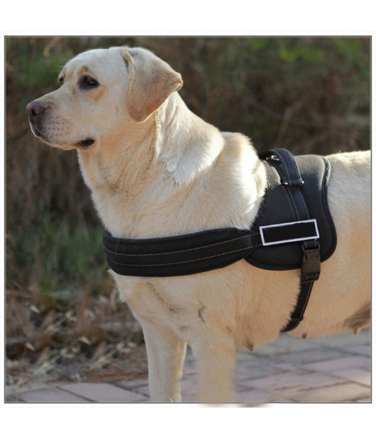 Pettorina Cinghia Cani Cane Bardatura Cintura Imbragatura Addestramento     L    