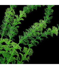 Pianta 30 Cm Piantina Artificiale Per Acquario Piante Finte Plastica Color Verde         