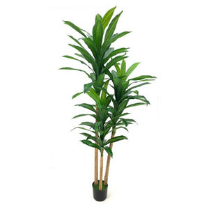 Pianta ornamentale Dracena 180 cm con vaso