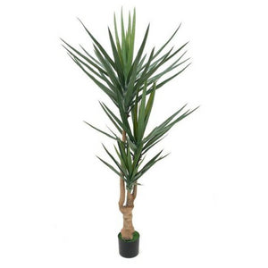 Pianta ornamentale Yucca 180 cm 79 foglie con vaso