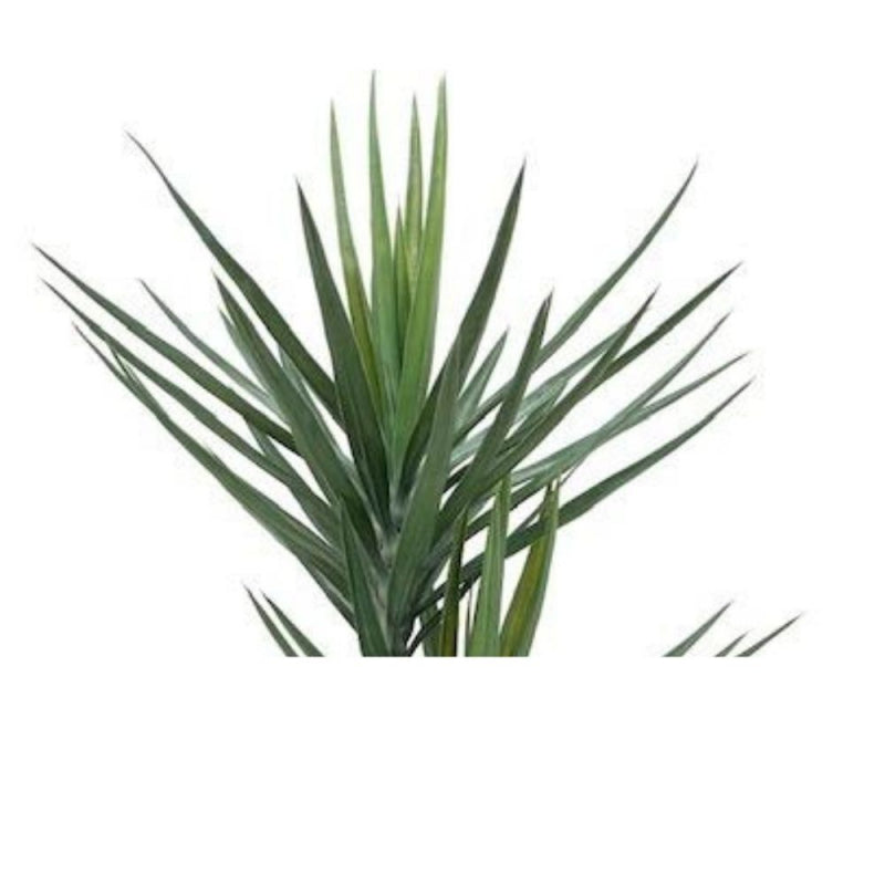 Pianta ornamentale Yucca 180 cm 79 foglie con vaso