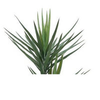 Pianta ornamentale Yucca 180 cm 79 foglie con vaso