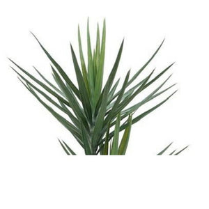 Pianta ornamentale Yucca 180 cm 79 foglie con vaso