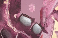 Stampa Dipinta Dark Leaves cm 80X3X120