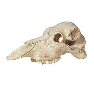 Cranio per terrari per acquari