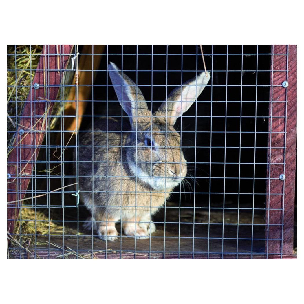 Trade Shop - Rete In Filo Di Ferro Elettrosaldato 1x10 Mt Maglia 19x19 Mm Grn60 Recinzione 51514 -        