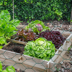 IDMarket - Rete metallica per polli rete verdi 1x25 m, rete a tripla torsione 25 mm, recinto flessibile per giardini di animali