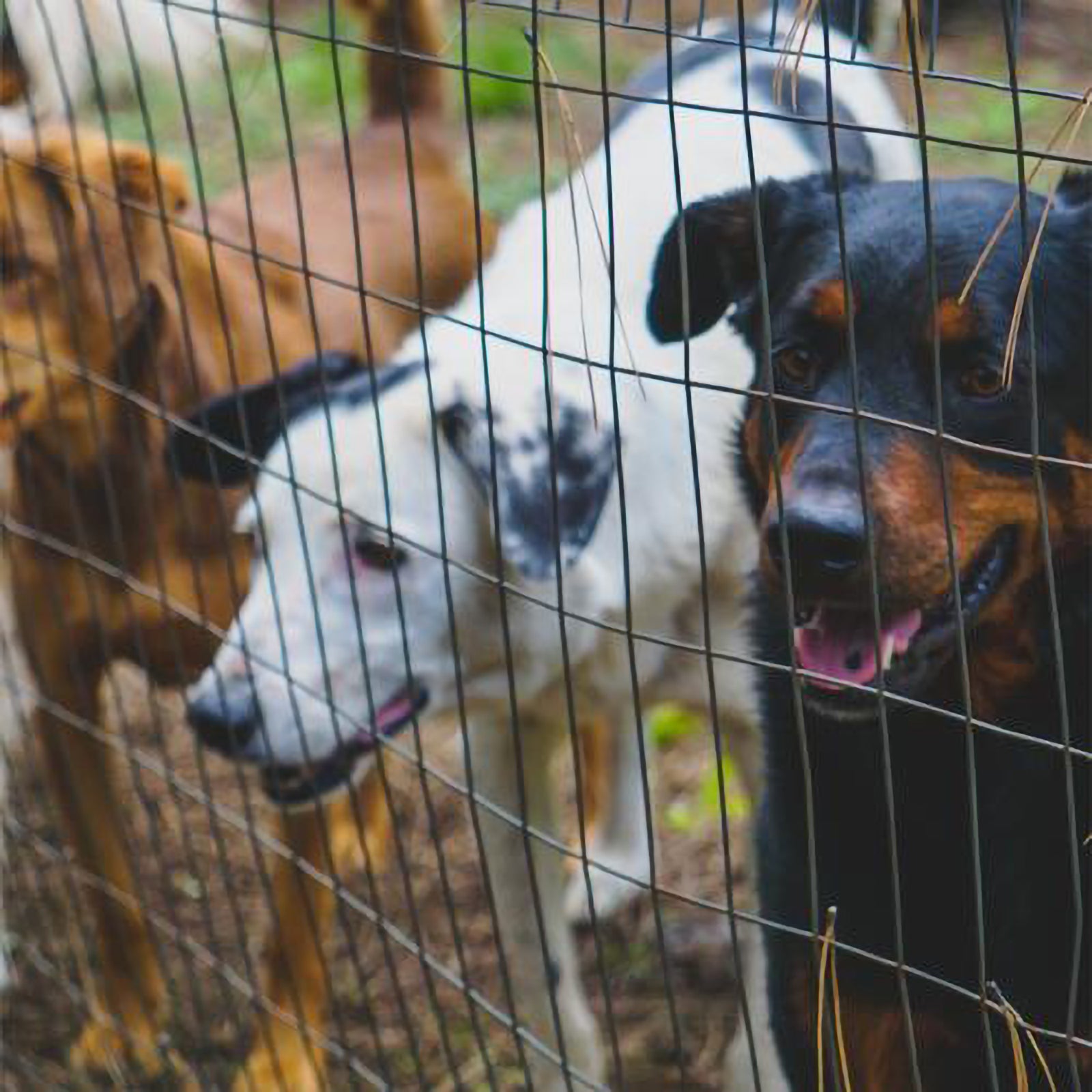 rete per recinzione elettrosaldata zincata h 150 maglia 50x50 ø 1,8 mm 25mt cod:ferx.mi.153