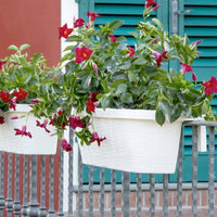 Rondine 60 - set di 3 balconiere intrecciate da 60cm con agganci regolabili e riserva d'acqua Panna