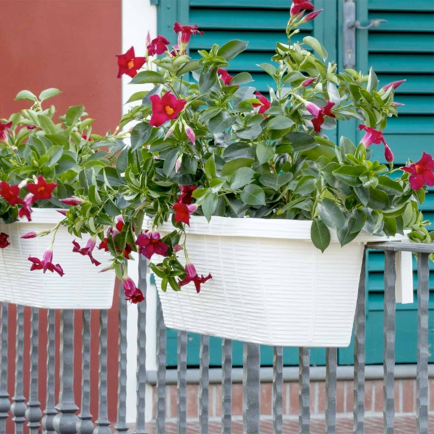 Rondine 60 - set di 6 balconiere intrecciate da 60cm con agganci regolabili e riserva d'acqua Panna