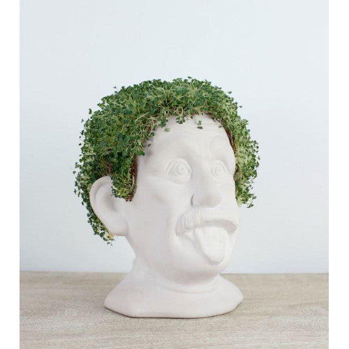 Busto in ceramica per coltivare semi di chia