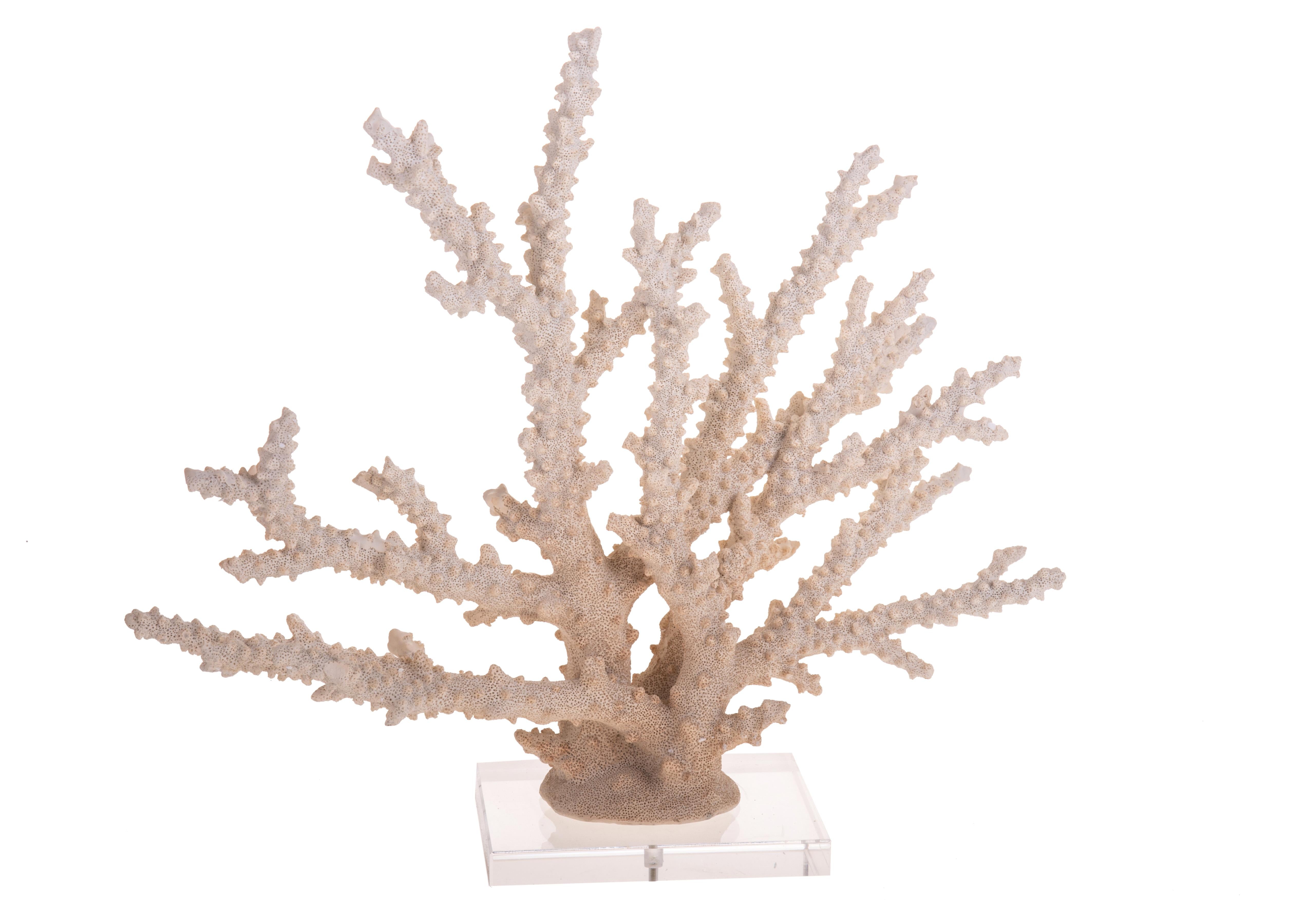 Decorazione Corallo In Resina Bianca - Per Acquario, Giardino O Interni, Artigianale E Realistica