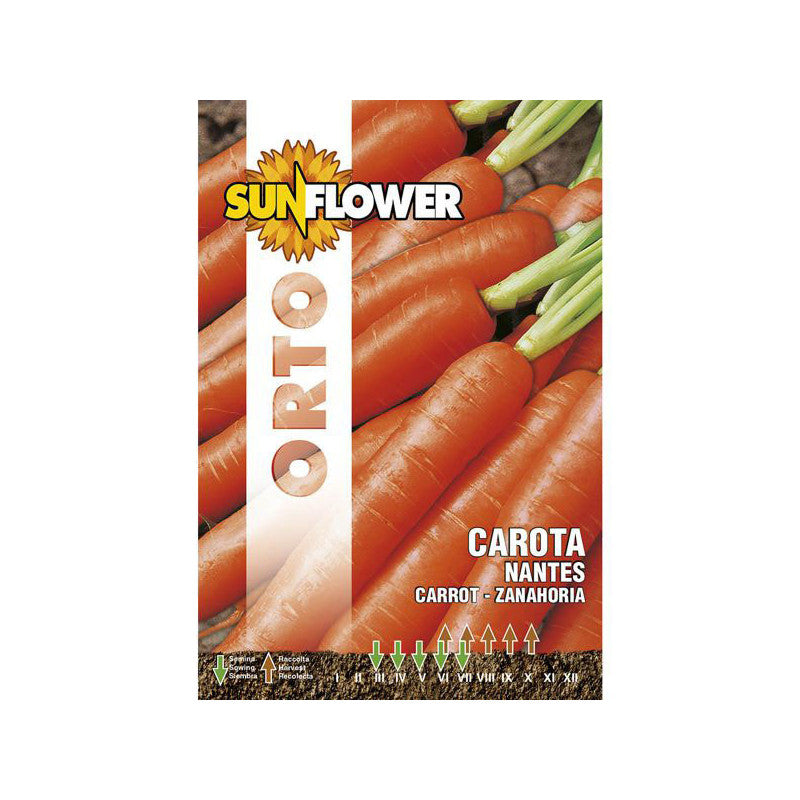 Sementi Carota Nantes Sunflower