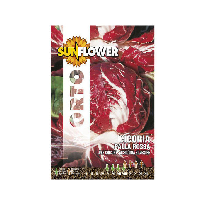 Sementi Cicoria Palla Rossa Sunflower