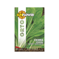 Sementi Cicoria Spadona Sunflower