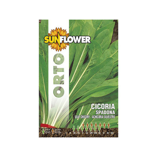 Sementi Cicoria Spadona Sunflower