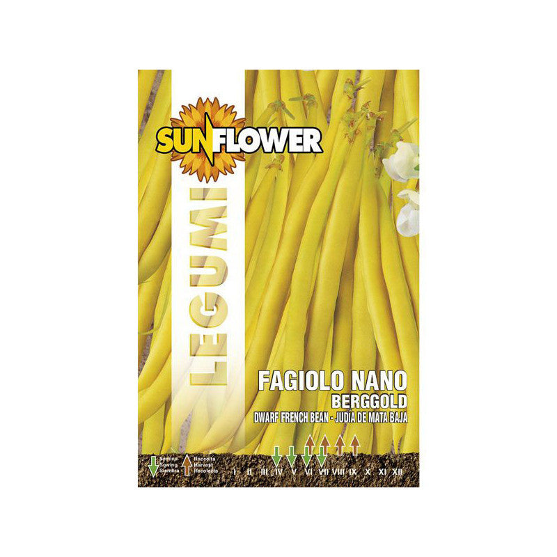 Sementi Fagiolo Nano Berggold Sunflower