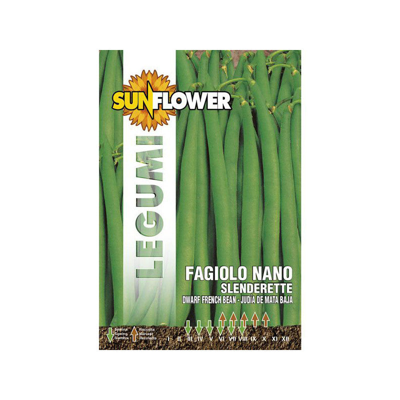Sementi Fagiolo Nano Slenderette Sunflower