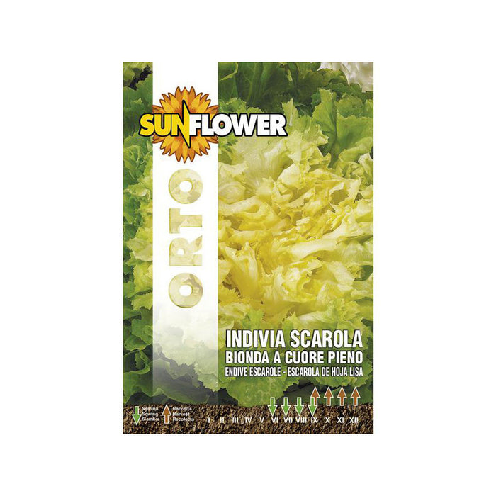 Sementi Indivia E Scarola Sunflower