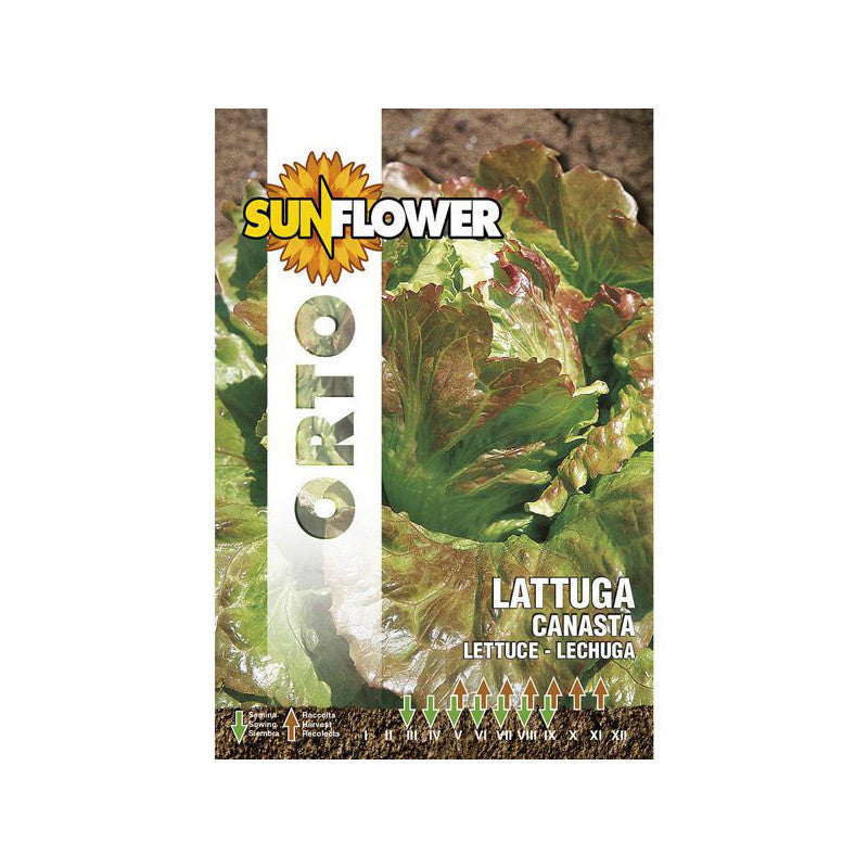 Sementi Lattuga Canasta Sunflower