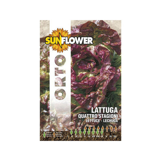 Sementi Lattuga Quattro Stagioni Sunflower