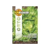 Sementi Lattuga Regina Delle Ghiacciole Sunflower