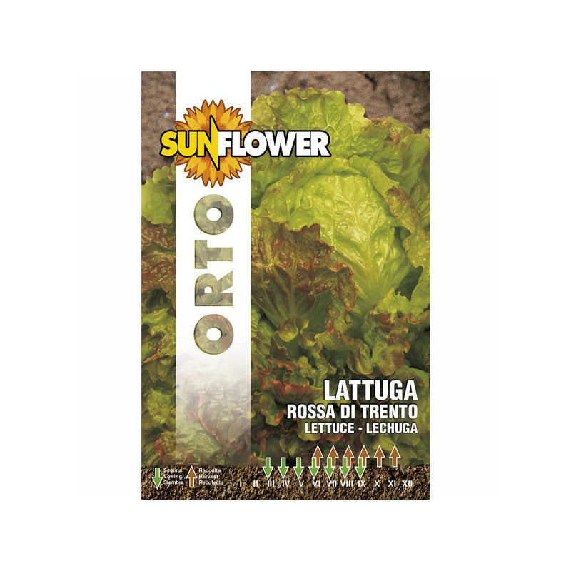 Sementi Lattuga Rossa Di Trento Sunflower