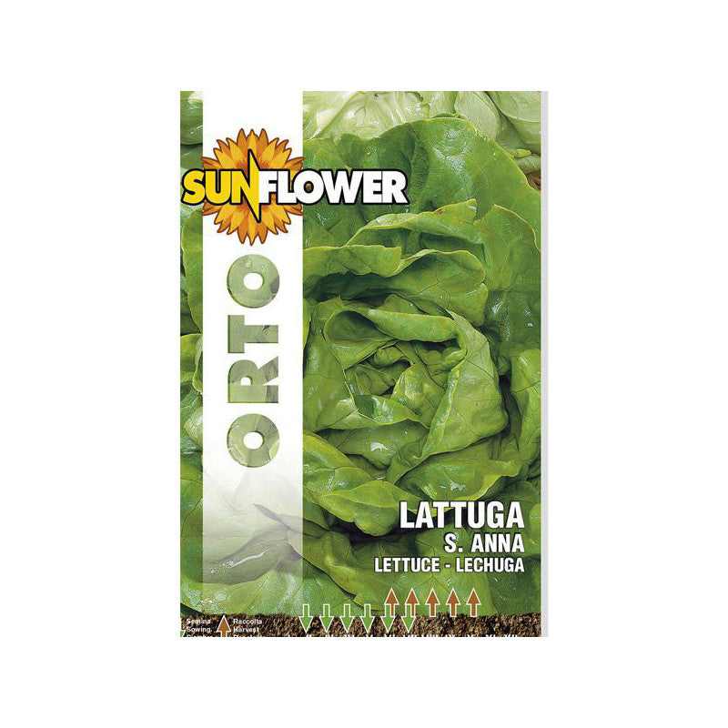 Sementi Lattuga Sant'Anna Sunflower