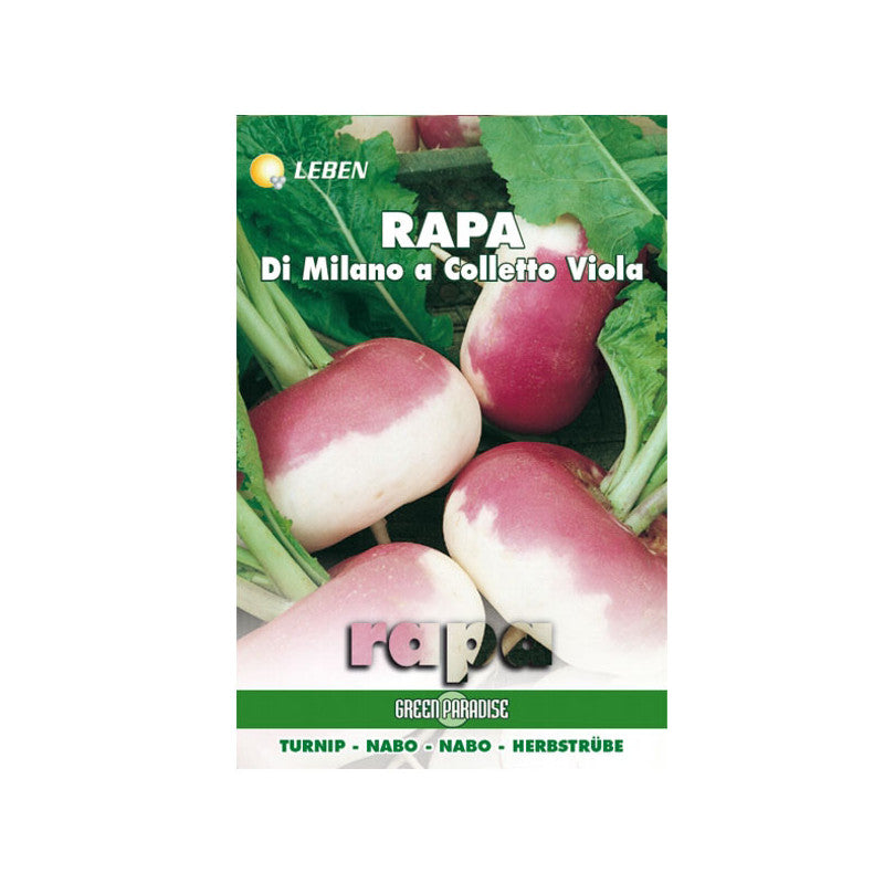 Sementi Rapa Milano Colletto Viola Leben