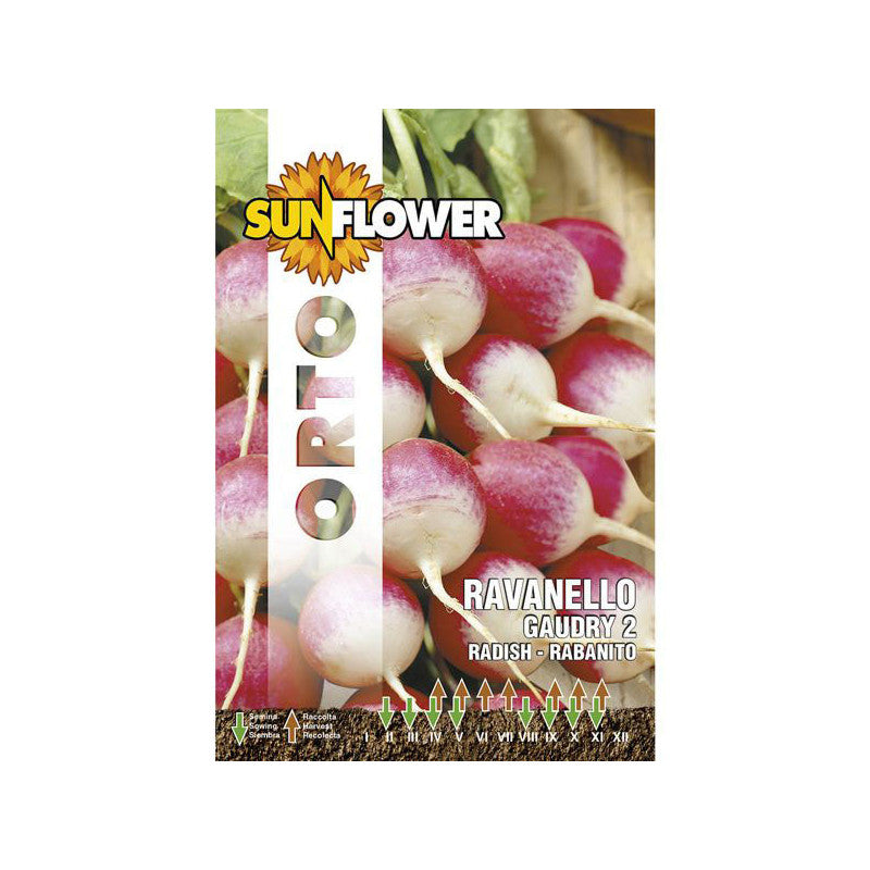 Sementi Ravanello Gaudry 2 Sunflower