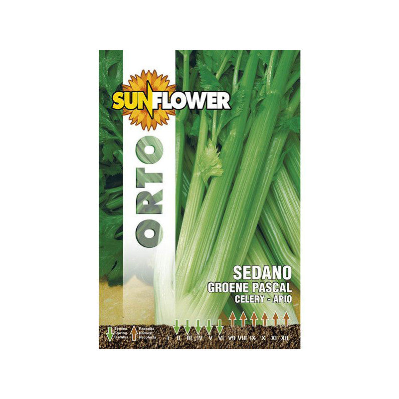 Sementi Sedano Verde Pascal Sunflower