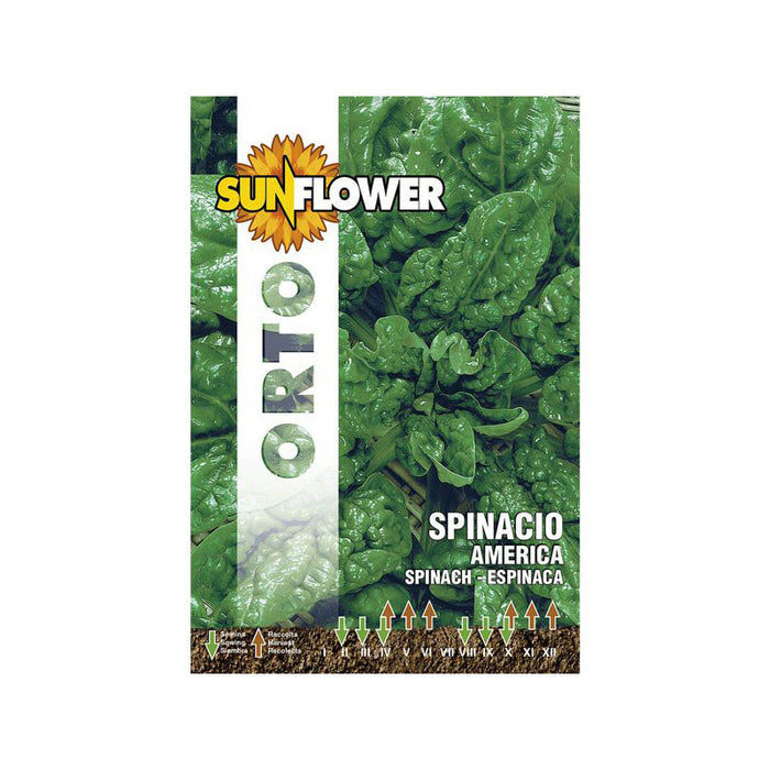 Sementi Spinacio America Sunflower