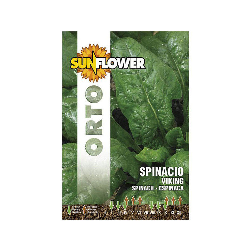 Sementi Spinacio Viking Sunflower