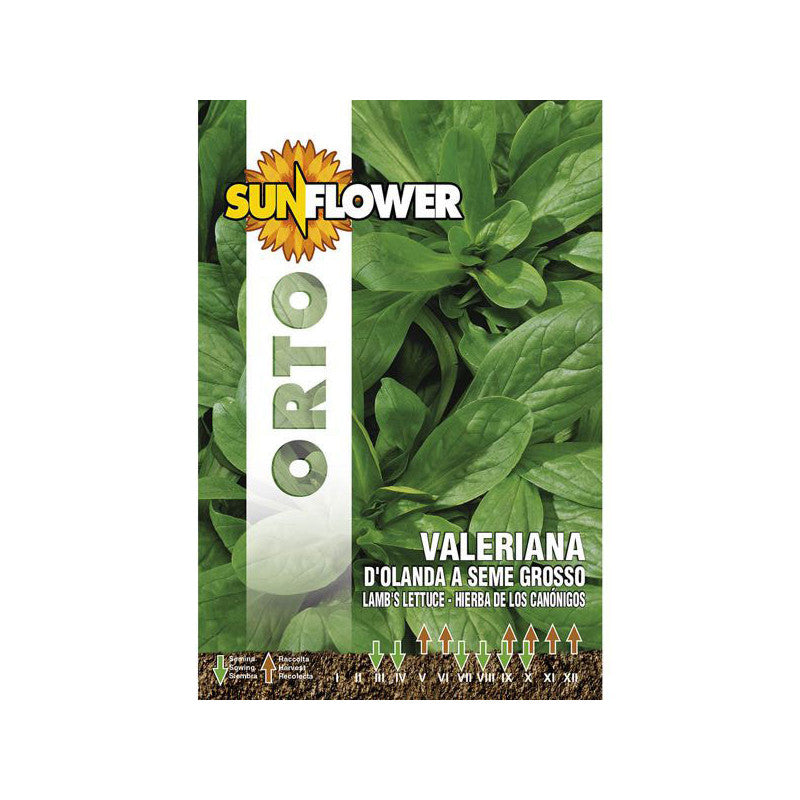 Sementi Valeriana D'Olanda Sunflower