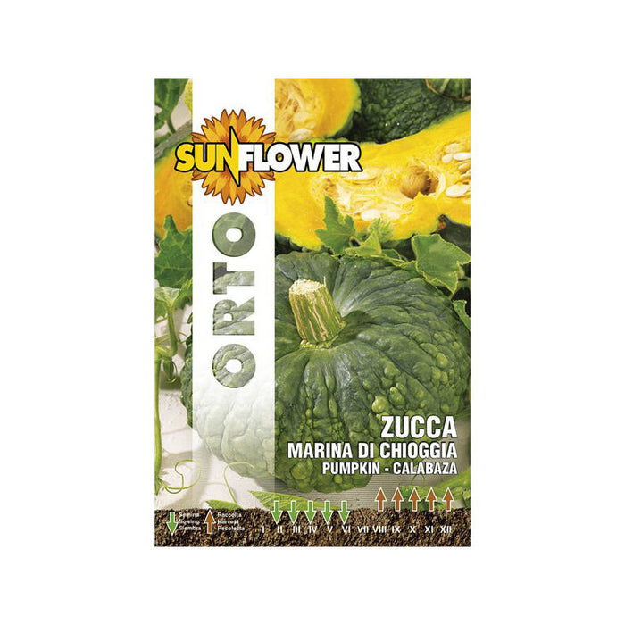 Sementi Zucca Marina Di Chioggia Sunflower
