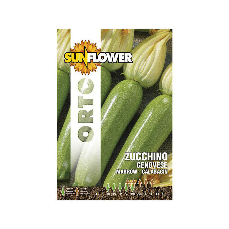 Sementi Zucchino Genovese Sunflower