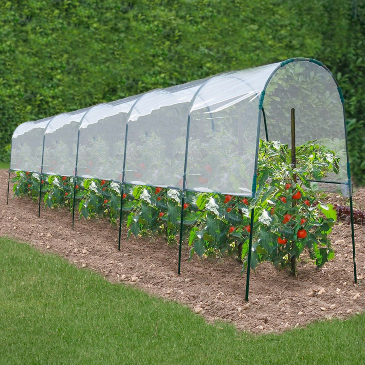 ProBache - Serra di pomodori 6 M