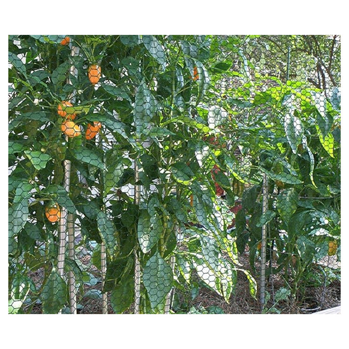 Trade Shop - Set 3 Pz Rete Metallica Plastificata 1x3 Mt Maglia Esagonale 19mm Recinzione 020246 -        