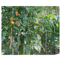 Trade Shop - Set 3pz Rete Metallica Plastificata 1.5x3mt Maglia Esagonale 19mm Recinzione 020247 -        